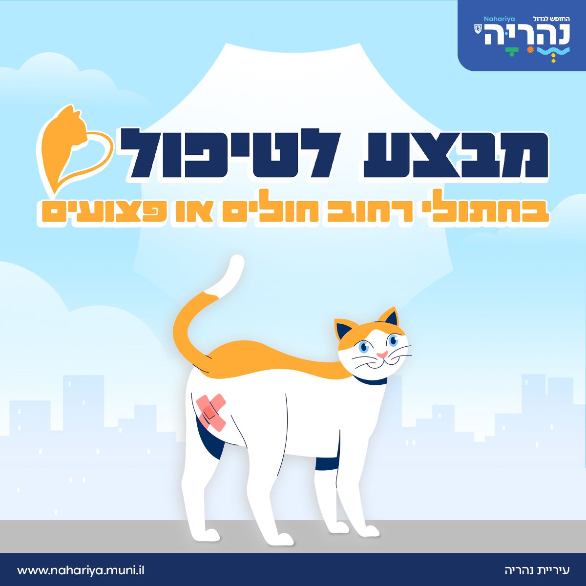 חתולי רחוב