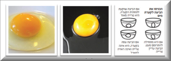 ביצה טובה לשימוש