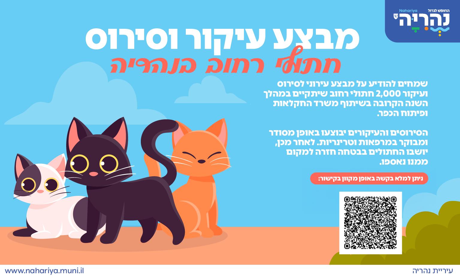 מבצע לעיקור חתולי רחוב בעיר